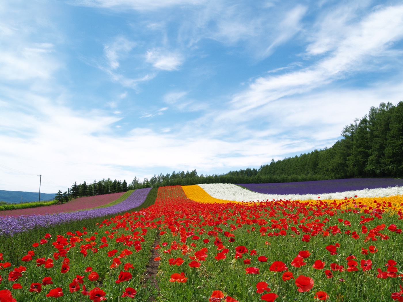 富良野の花畑 / Flower fields of Furano